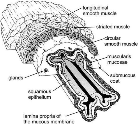 Mucous Membrane: Structure, Location, Functions, Disorders