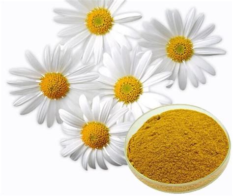 Anthemis Nobilis Extract - manufacturer - undersun