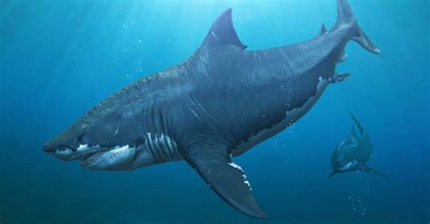 Megalodon's Bite Force: How Does it Compare to a Great White? - A-Z Animals