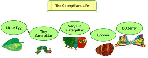 The life cycle of a caterpillar | Swans Blog