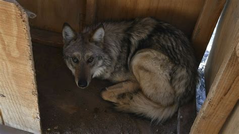 A rare Mexican gray wolf is wandering out of bounds in New Mexico : NPR