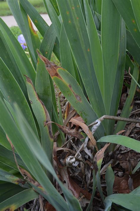 iris leaf spot | K-State Turf and Landscape Blog