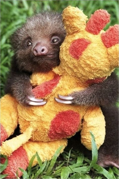 Baby sloth hugging a stuffed animal... yep. : aww