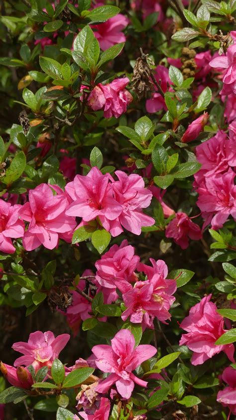 Pink Spring Flowers Blooming in Bush