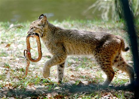 Pin on Bobcats