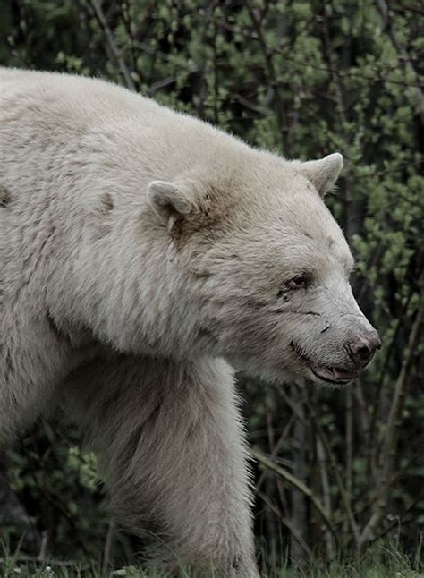 Brown albino bear | Kermode bear, Bear, Spirit bear