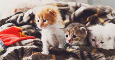 How to Set Up the Perfect Environment for Foster Kittens | PetGuide