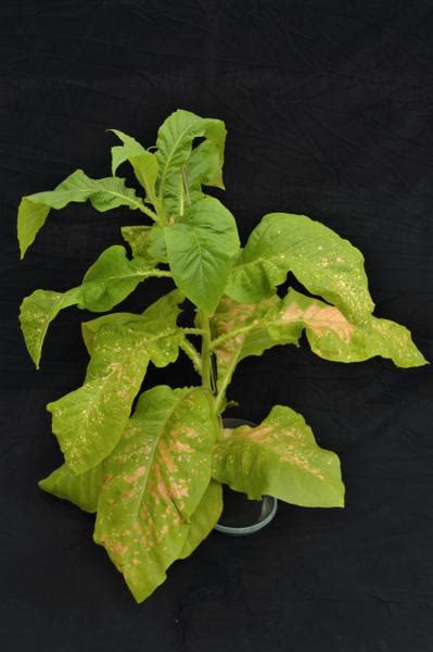 Tobacco - Manganese (Mn) Deficiency | NC State Extension Publications