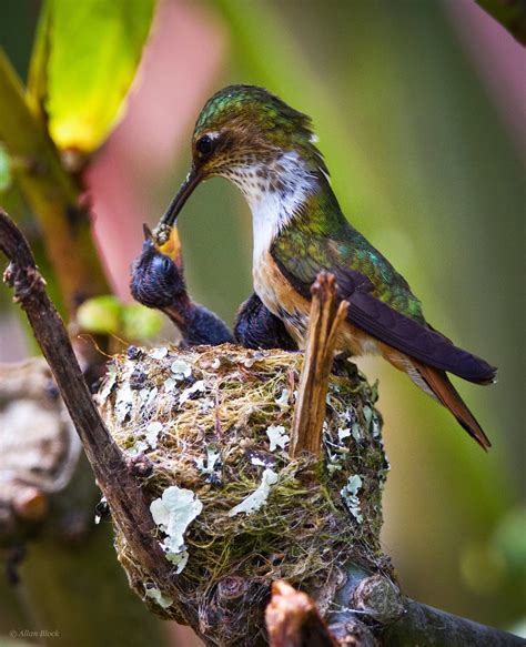 Feather Tailed Stories: Hummingbird Babies