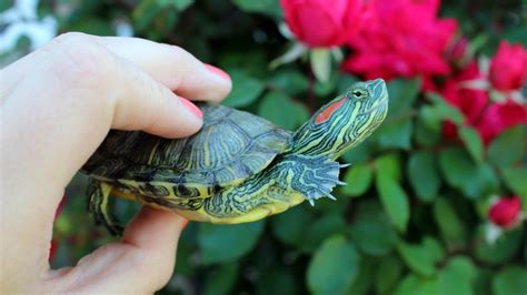 Size Matters: Size & Growth Potential of Red Eared Sliders – The Turtle Hub