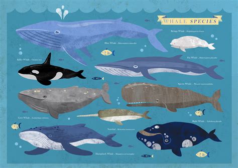 Types Of Whales