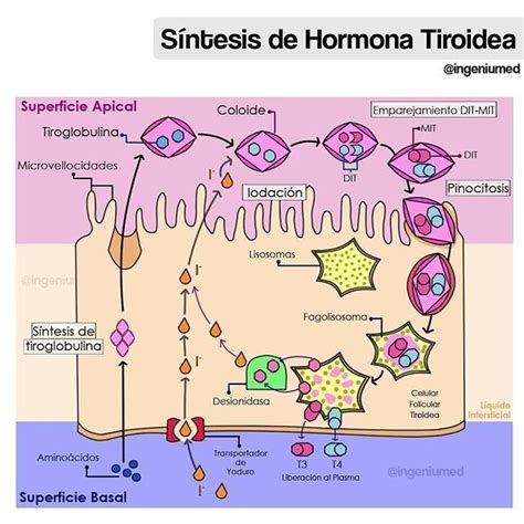 hormonas tiroideas | Flowchart