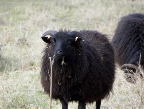 Black Sheep Photo