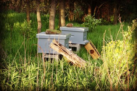 Honey Bees on the Farm – Ruffwing Farms