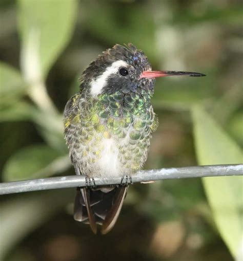 Hummingbirds in Michigan (5 Species with Pictures) - Wild Bird World