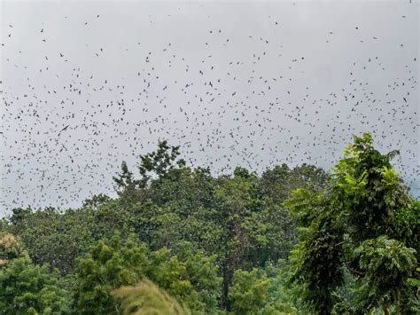 Witness the annual Amur falcon migration in Nagaland, Manipur and Assam ...