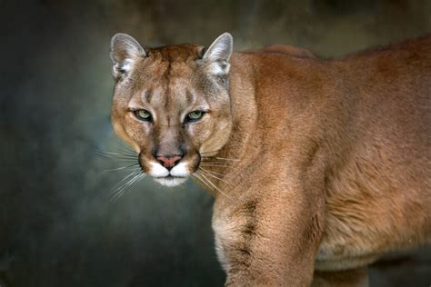 Mountain lion sightings in north Sonoma Valley