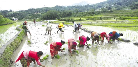 Agriculture Nepal: Rice planting season commenced in Nepal