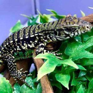 Argentine Tegu Habitat | Argentine Tegu Tank | Terrarium | Enclosure Setup