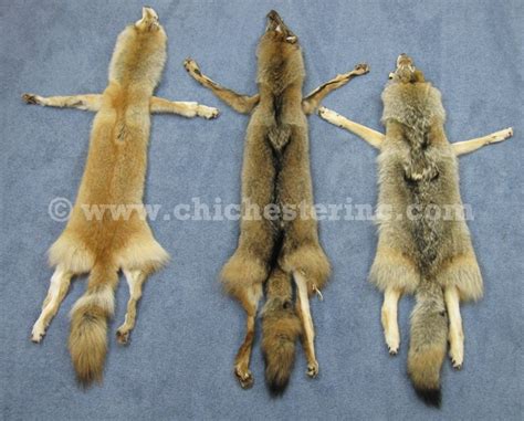 Coyote Skins and Coyote Hides and Coyote Pelts