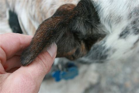 Swollen Ear Flap Causes and Treatment for Dogs and Cats