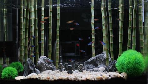 lucky bamboo (Dracaena) aquarium | Aquarium fish tank, Aquascape design, Betta aquascape