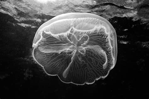 Moon Jellyfish in Dark Aquarium Stock Photo - Image of environment, beautiful: 137593128