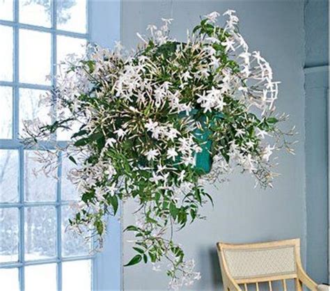 Indoor jasmine | Jasmine | Pinterest