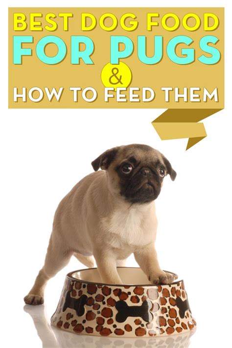 Best Dog Foods for Pugs | Best dog food, Dog food recipes, Pugs