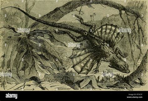 winged lizard illustration Stock Photo - Alamy