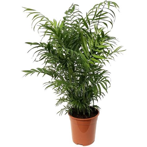 Find Chamaedorea Houseplant - 21cm at Homebase. Visit your local store ...