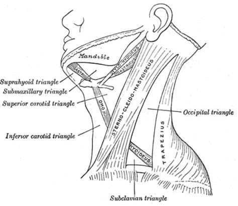 Sternocleidomastoid