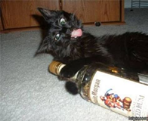 25 Craziest Drunk Animals