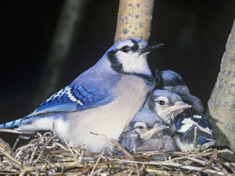 Blue Jay on its Nest with Young...Photography by John Barbara Gerlach | Blue jay, Pretty birds ...