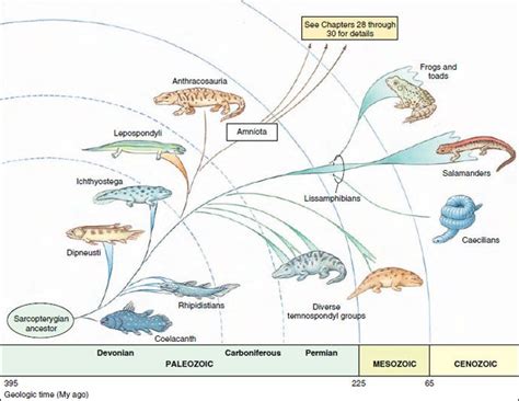 Early Evolution of Terrestrial Vertebrates | Early Tetrapods and Modern Amphibians | The ...