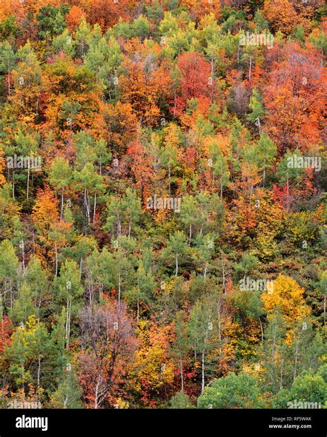 USA, Utah, Uinta-Wasatch-Cache National Forest, Fall colored maple ...