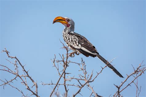 Hornbill Bird Nature - Free photo on Pixabay