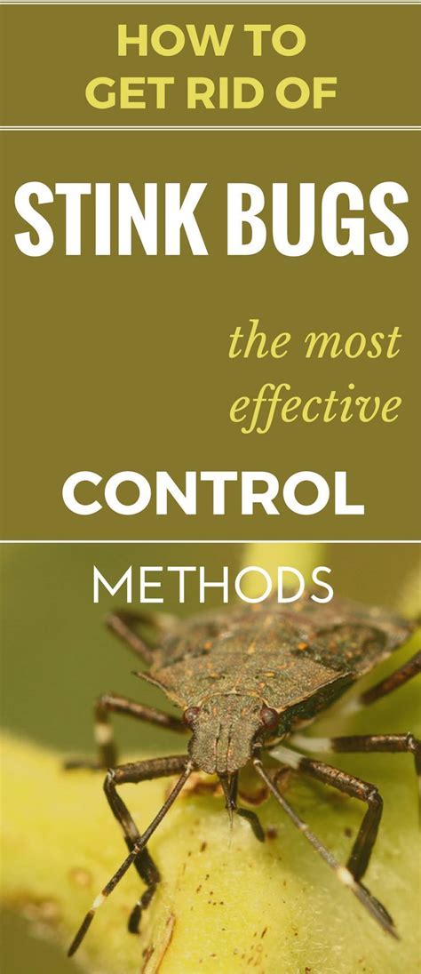 How To Get Rid Of Stink Bugs – The Most Effective Control Methods ...