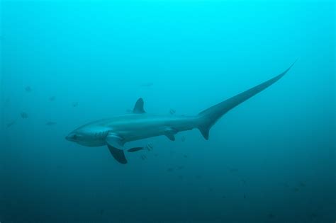 Common Thresher Shark - Oceana Canada