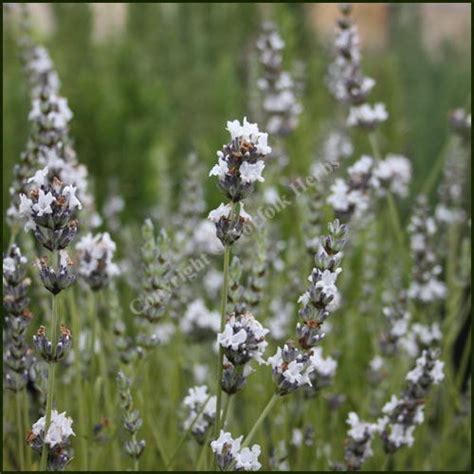 Buy Lavender, Edelweiss - Lavandula x intermedia 'Edelweiss' from ...