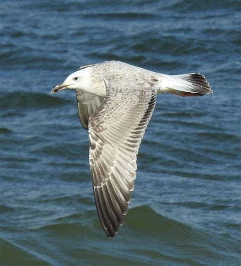 CAMBRIDGESHIRE BIRD CLUB GALLERY: Caspian Gull