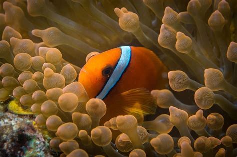 A anemone clownfish in its natural habitat. | Painting, Amazing ...