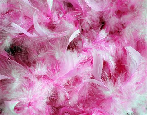 Pink Feathers Background Free Stock Photo - Public Domain Pictures