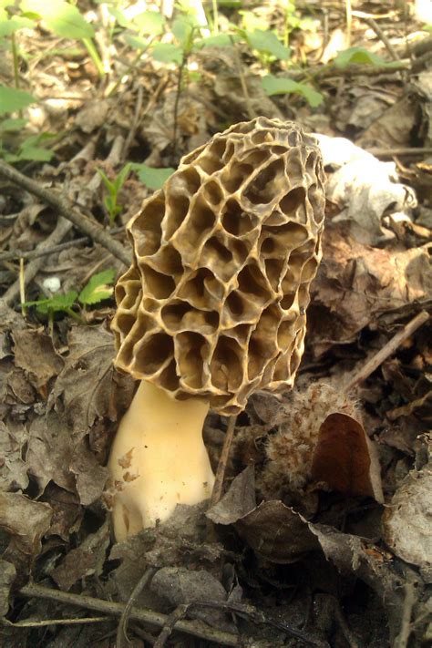 April open - Mushroom Hunting and Identification - Shroomery Message Board