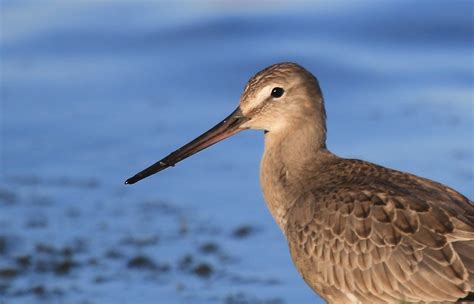 Spectacular Shorebirds - Leslie Abram Photography