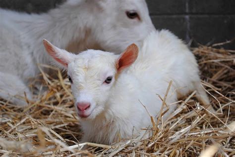 Care Recommendations For Goat Kids - The Open Sanctuary Project