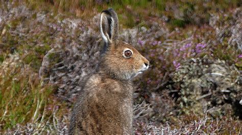 Severe declines in mountain hares on Scottish grouse moors - British Ecological Society