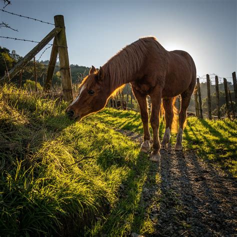 Swayback Horses: Ride or Retire? It Depends. - Horse Rookie