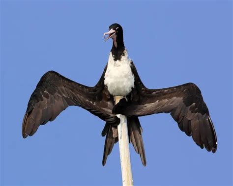 Christmas frigatebird - Facts, Diet, Habitat & Pictures on Animalia.bio