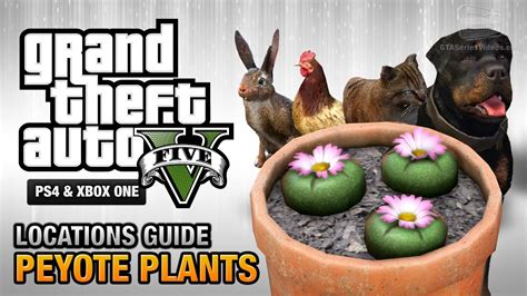 GTA 5 - Peyote Plants Location Guide (Play as an Animal) - YouTube